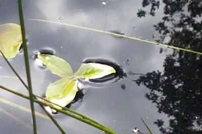 Menyanthes trifoliata