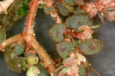 Euphorbia maculata