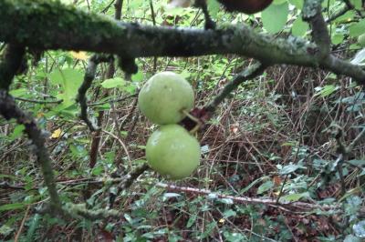 Malus sylvestris