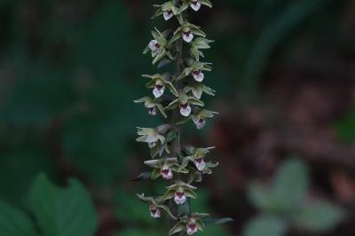 Epipactis purpurata