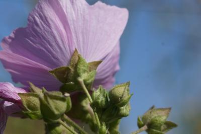 Malva alcea