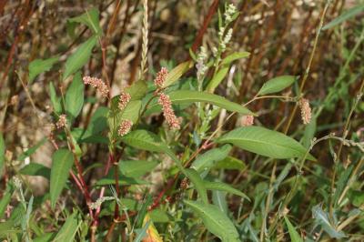 Persicaria maculosa