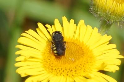 Pulicaria dysenterica