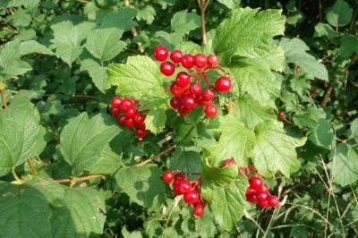 Viburnum opulus