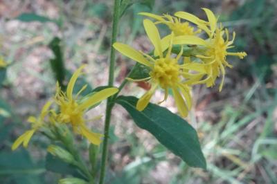 Solidago virgaurea