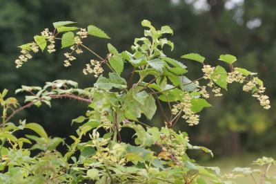 Humulus lupulus
