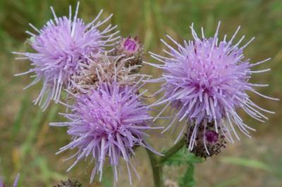 Cirsium arvense
