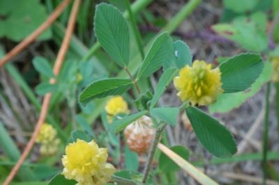 Trifolium campestre