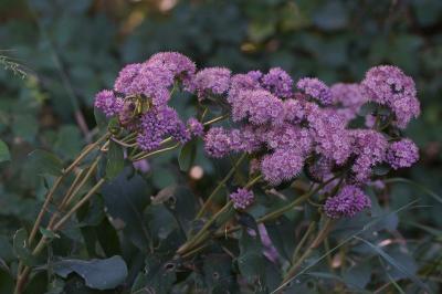 Hylotelephium telephium