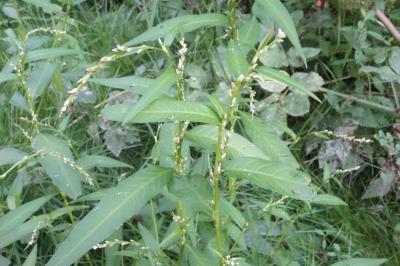 Persicaria hydropiper