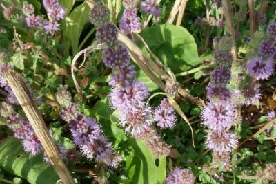 Mentha pulegium