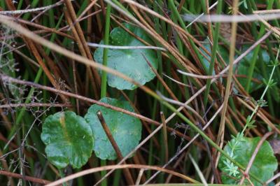 Hydrocotyle vulgaris