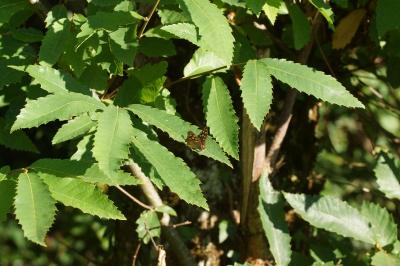 Castanea sativa