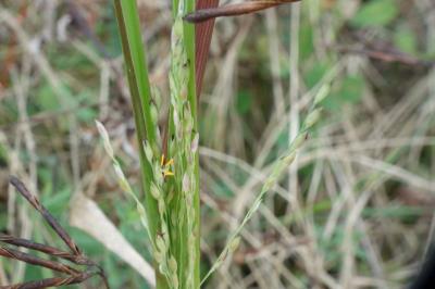 Panicum dichotomiflorum