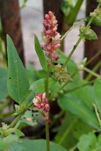 Persicaria maculosa