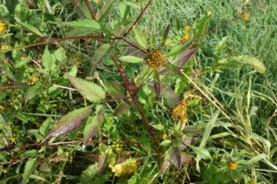 Bidens frondosa