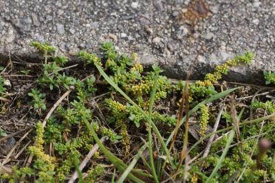 Herniaria glabra