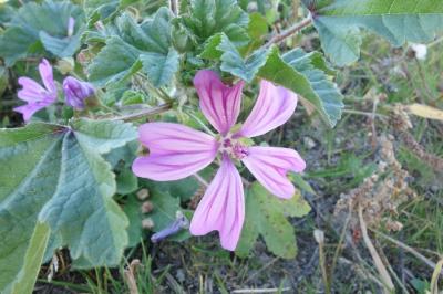 Malva sylvestris