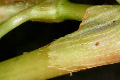 Persicaria maculosa