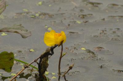 Utricularia neglecta