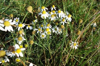 Tripleurospermum inodorum