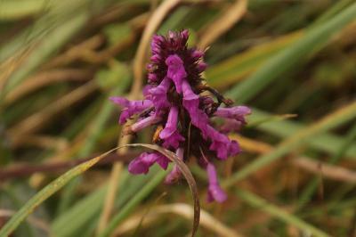 Betonica officinalis