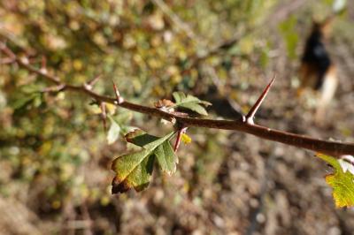 Crataegus monogyna