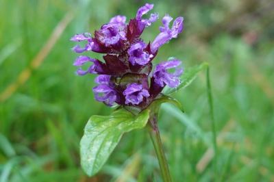 Prunella vulgaris