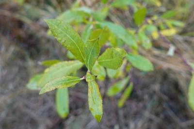 Salix atrocinerea