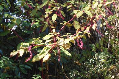 Phytolacca americana