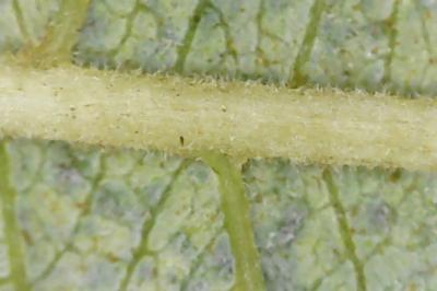 Salix cinerea