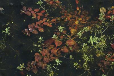 Ludwigia palustris