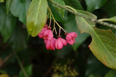 Euonymus europaeus