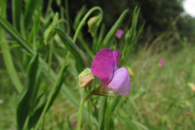 Lathyrus hirsutus