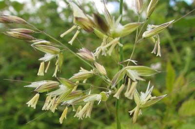Arrhenatherum elatius