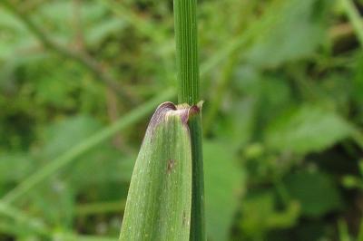 Arrhenatherum elatius