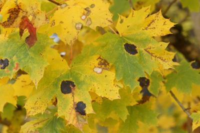 Acer platanoides