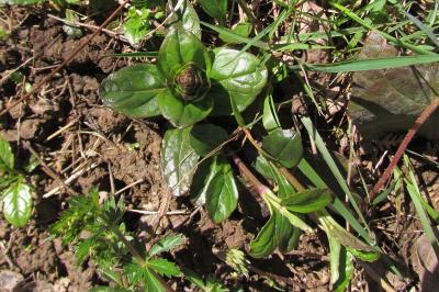 Ajuga reptans