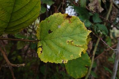 Corylus avellana