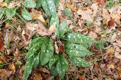 Pulmonaria longifolia