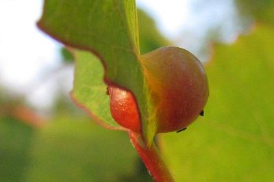 Populus tremula