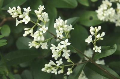 Ligustrum vulgare
