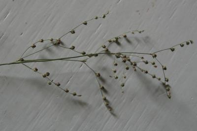 Juncus tenageia