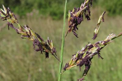Molinia caerulea