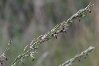 Molinia caerulea