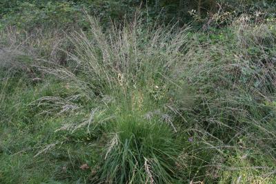 Molinia caerulea