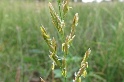 Schedonorus pratensis