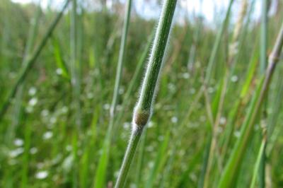 Holcus lanatus