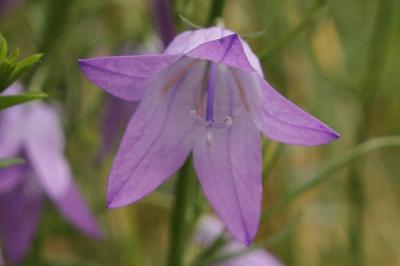 Campanula rapunculus