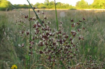 Juncus acutiflorus
